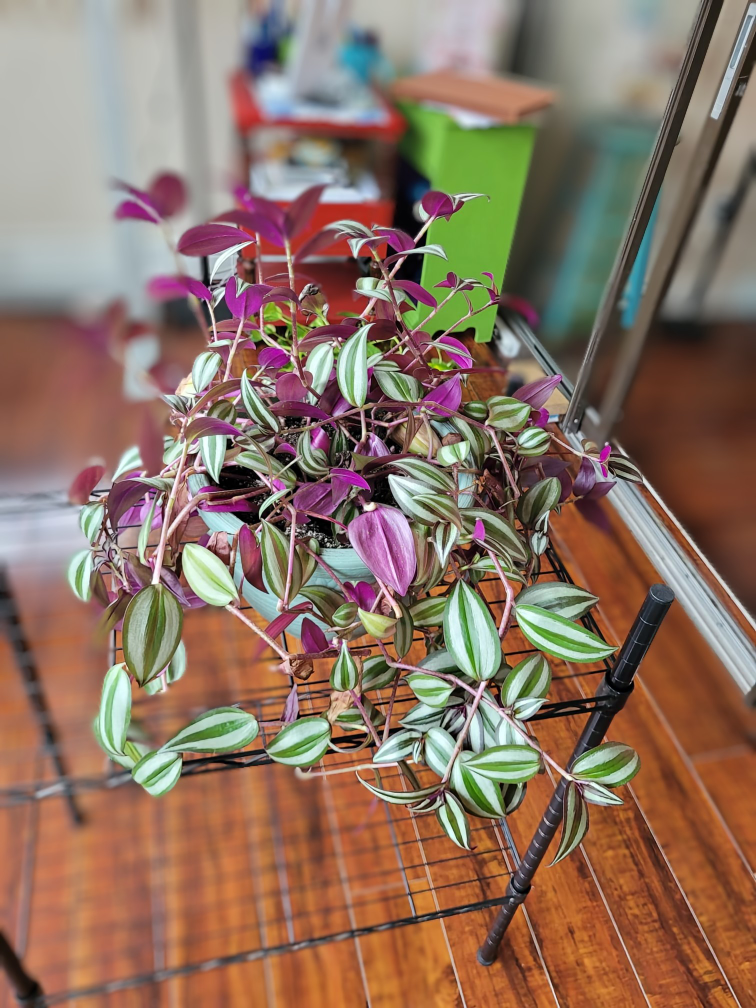 Tradescantia zebrina(wandering Jew plant) (Silver Inch plant) thumbnail