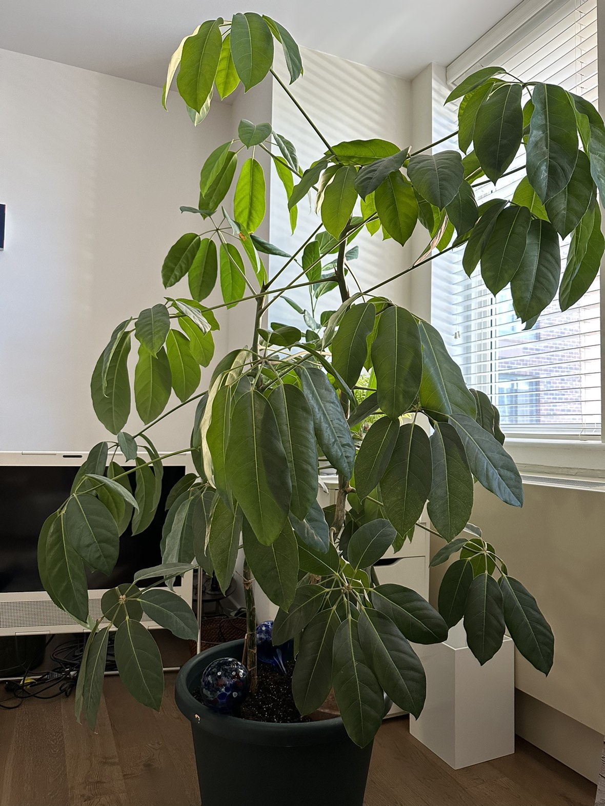 Plant_ Umbrella Tree (Schefflera Amate)