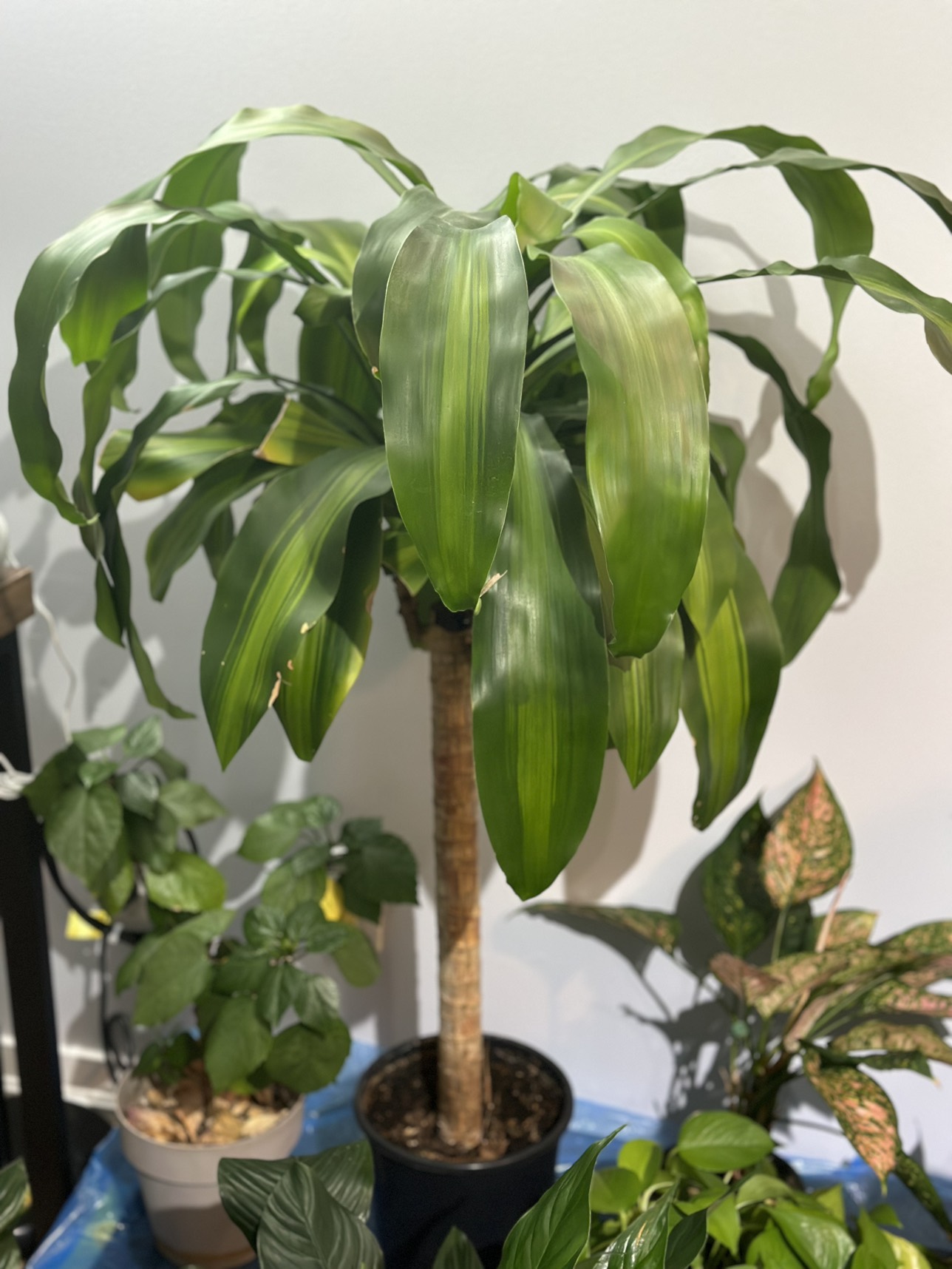 Dracaena (corn plant) 4feet