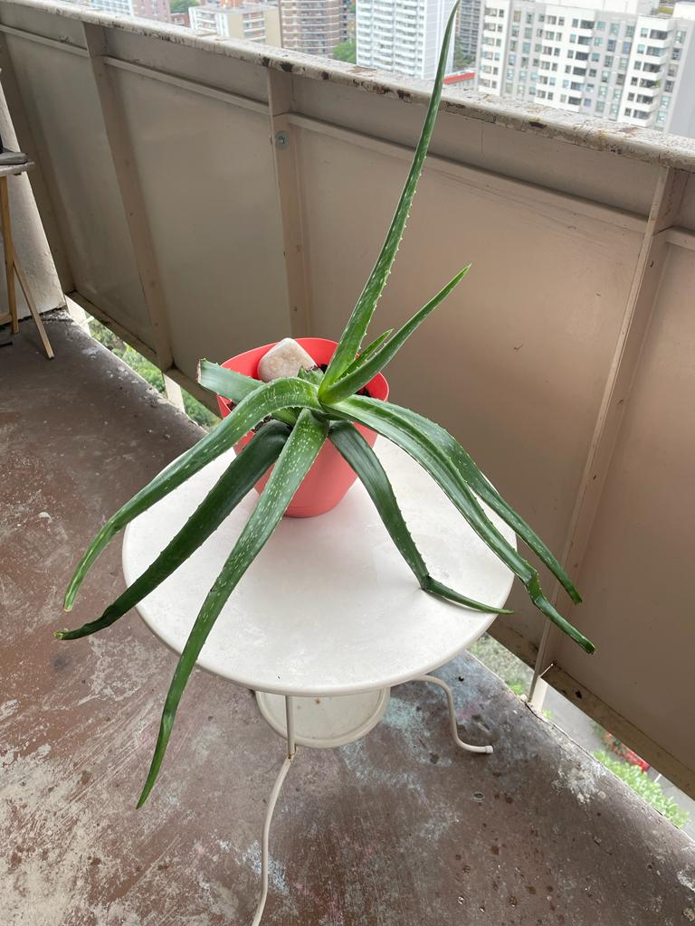Alovera Plant ( moving out plant sale) thumbnail