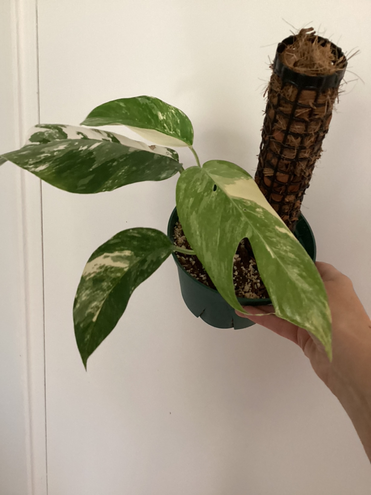 Epipremnum Pinnatum Albo 🦃 thumbnail