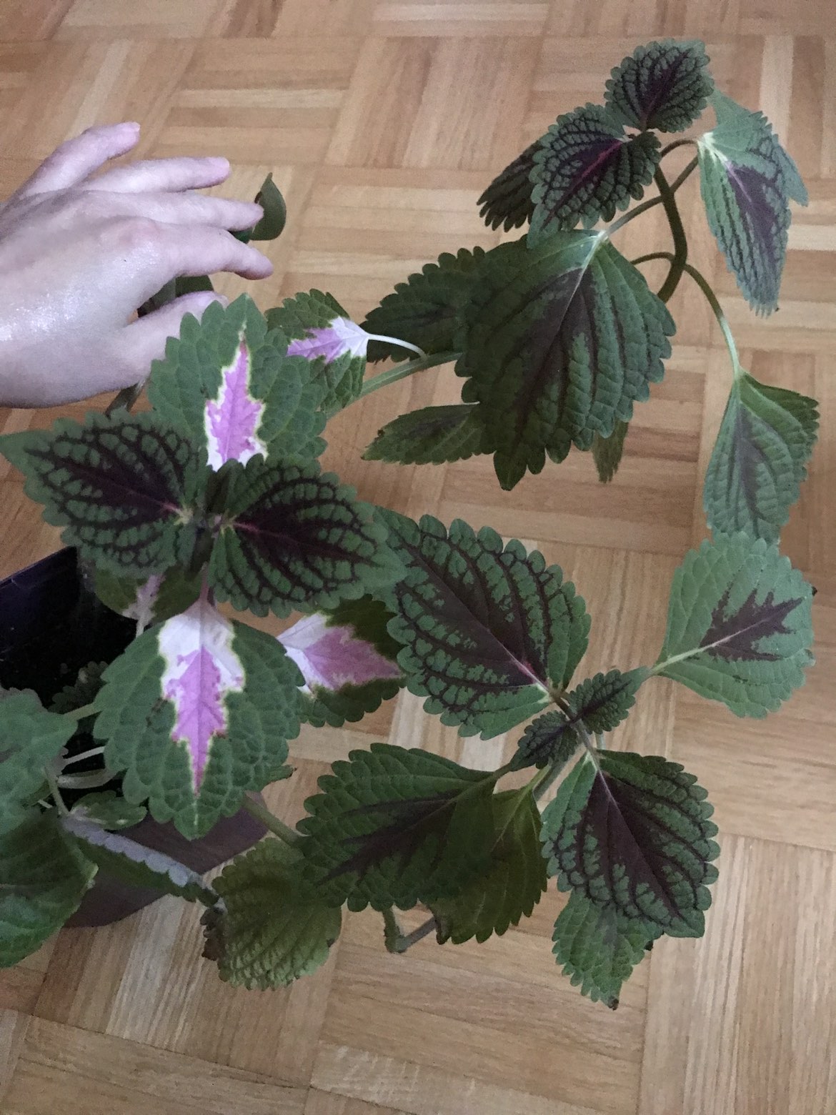 Trade: Coleus cuttings image indicator(3)