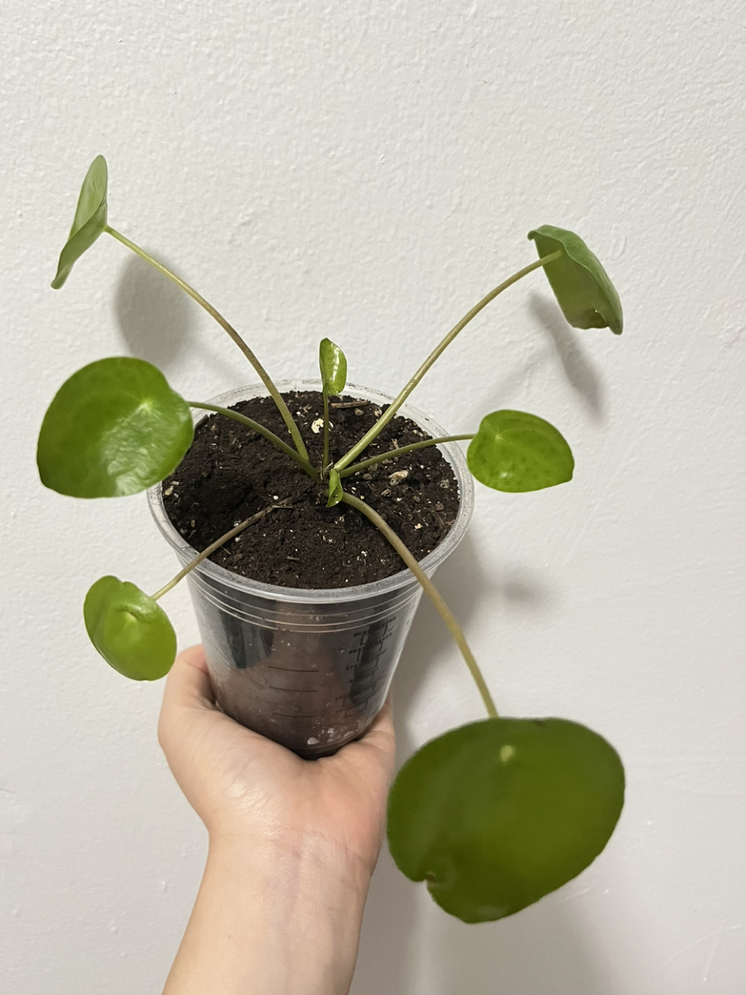 Pilea Peperomioid (or Chinese money plant) - photo 4