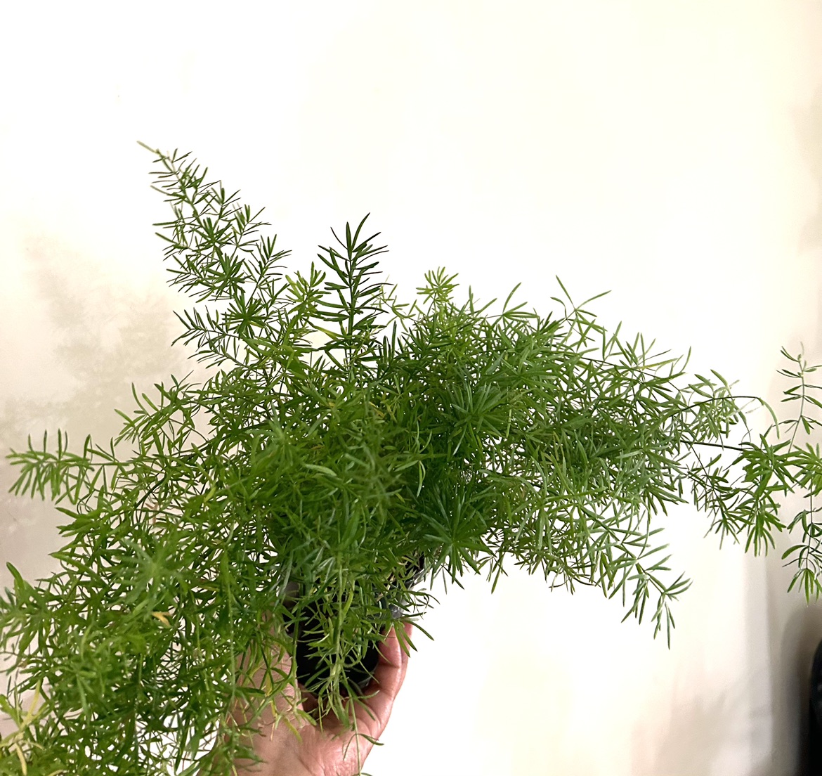 Foxtail Fern 🦃 thumbnail