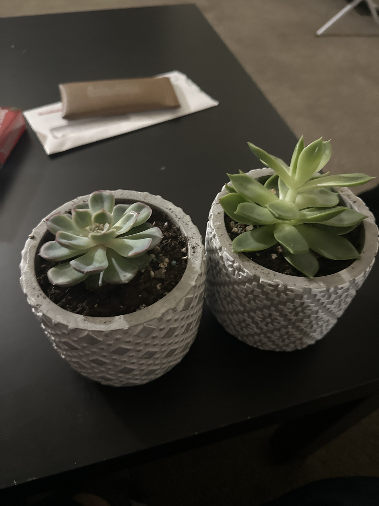 Plants for sale