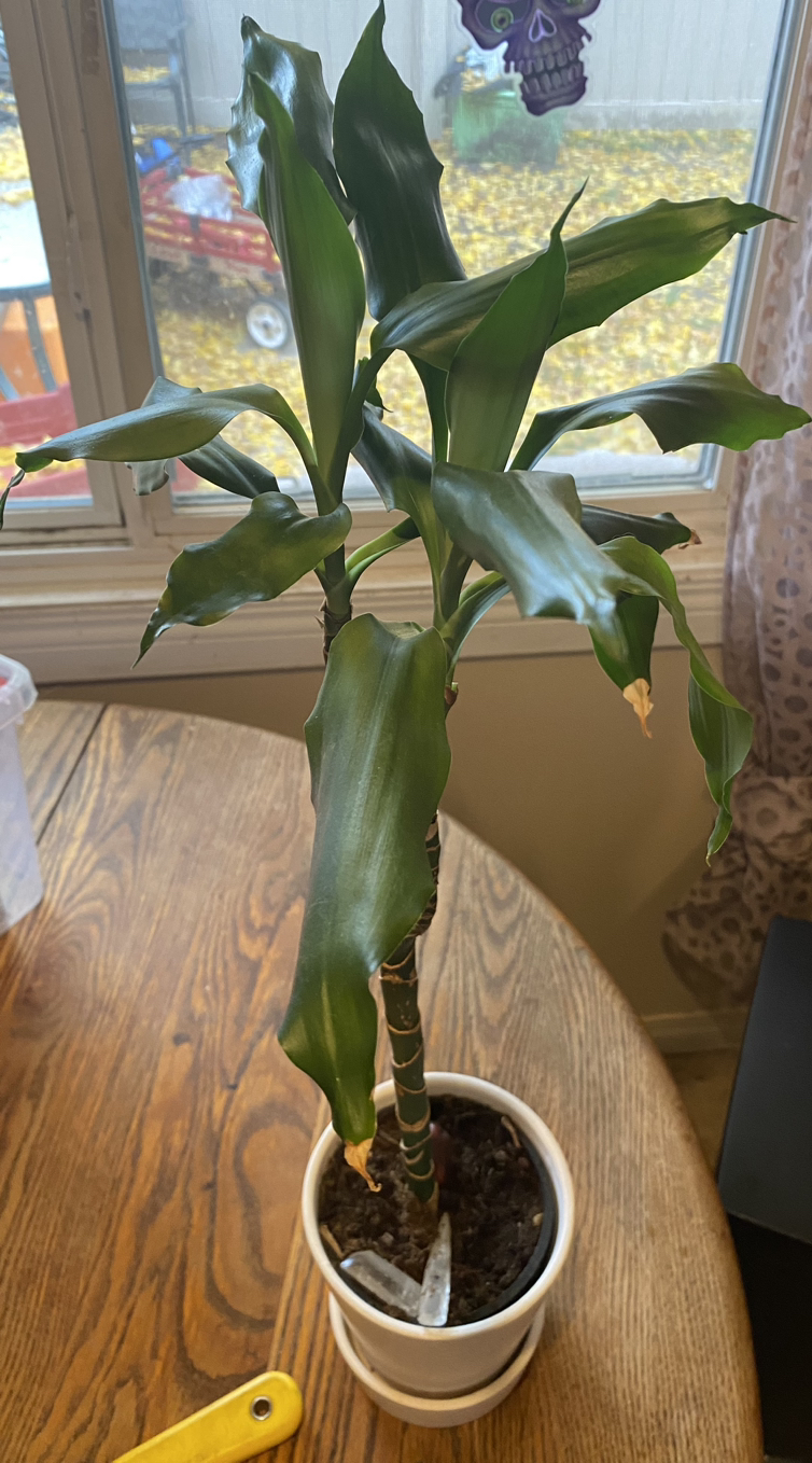 Bamboo plant thumbnail