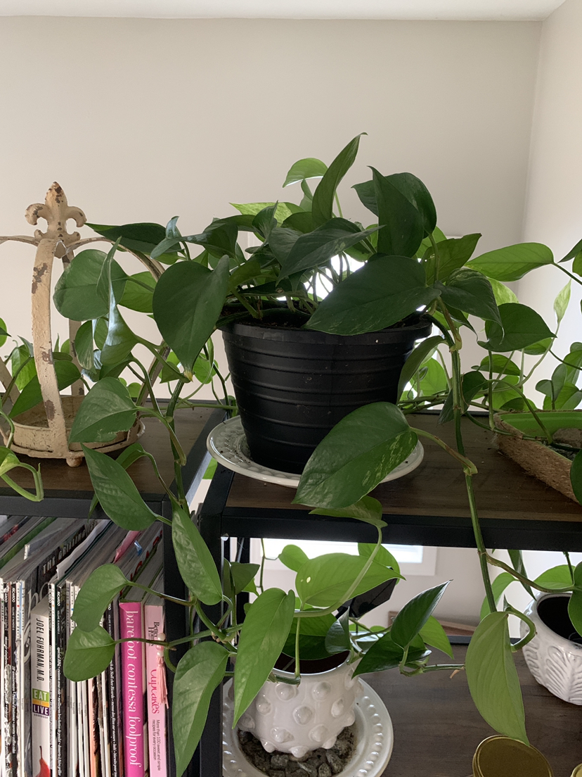 Pothos Plant for sale thumbnail