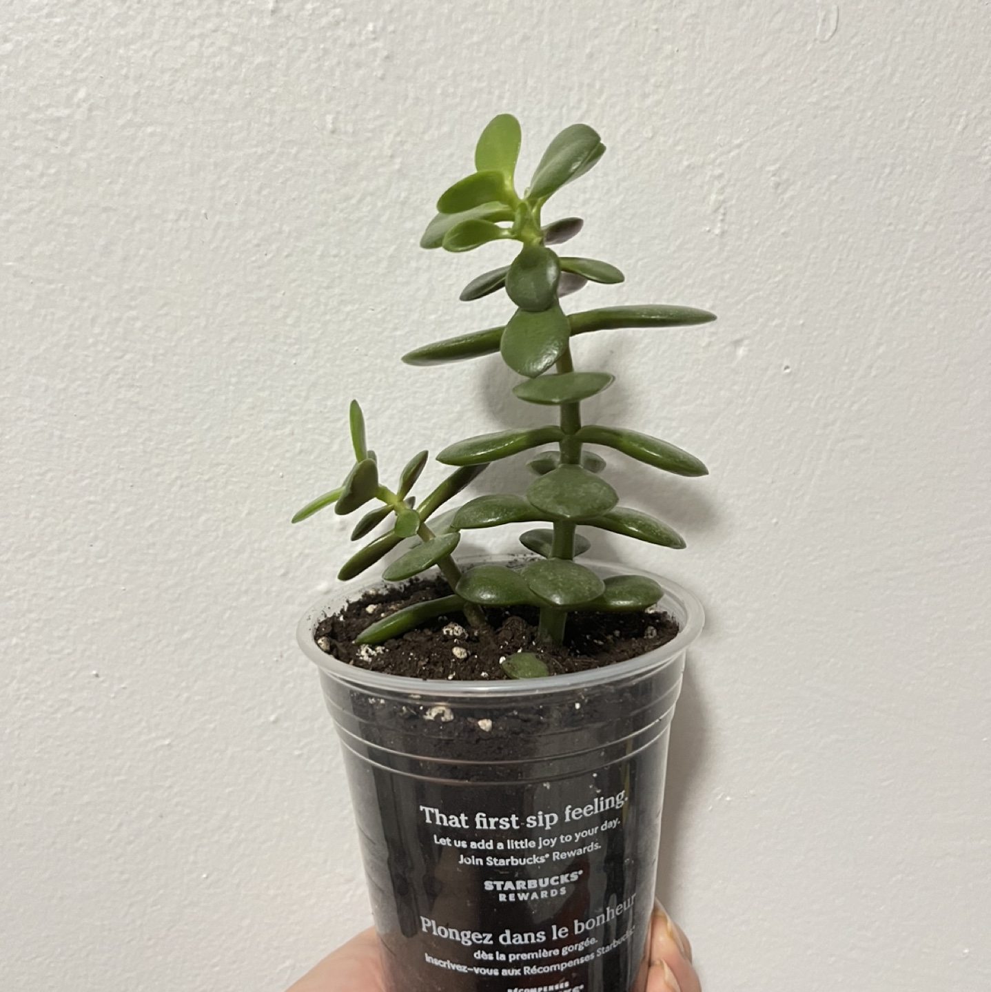Jade plant - photo 2