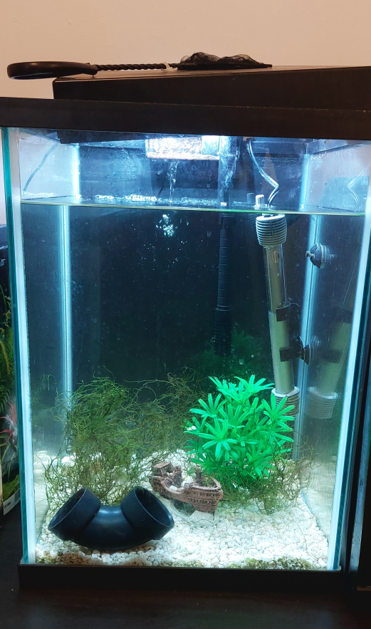 10 gallons Collumn aquarium - fully cycled