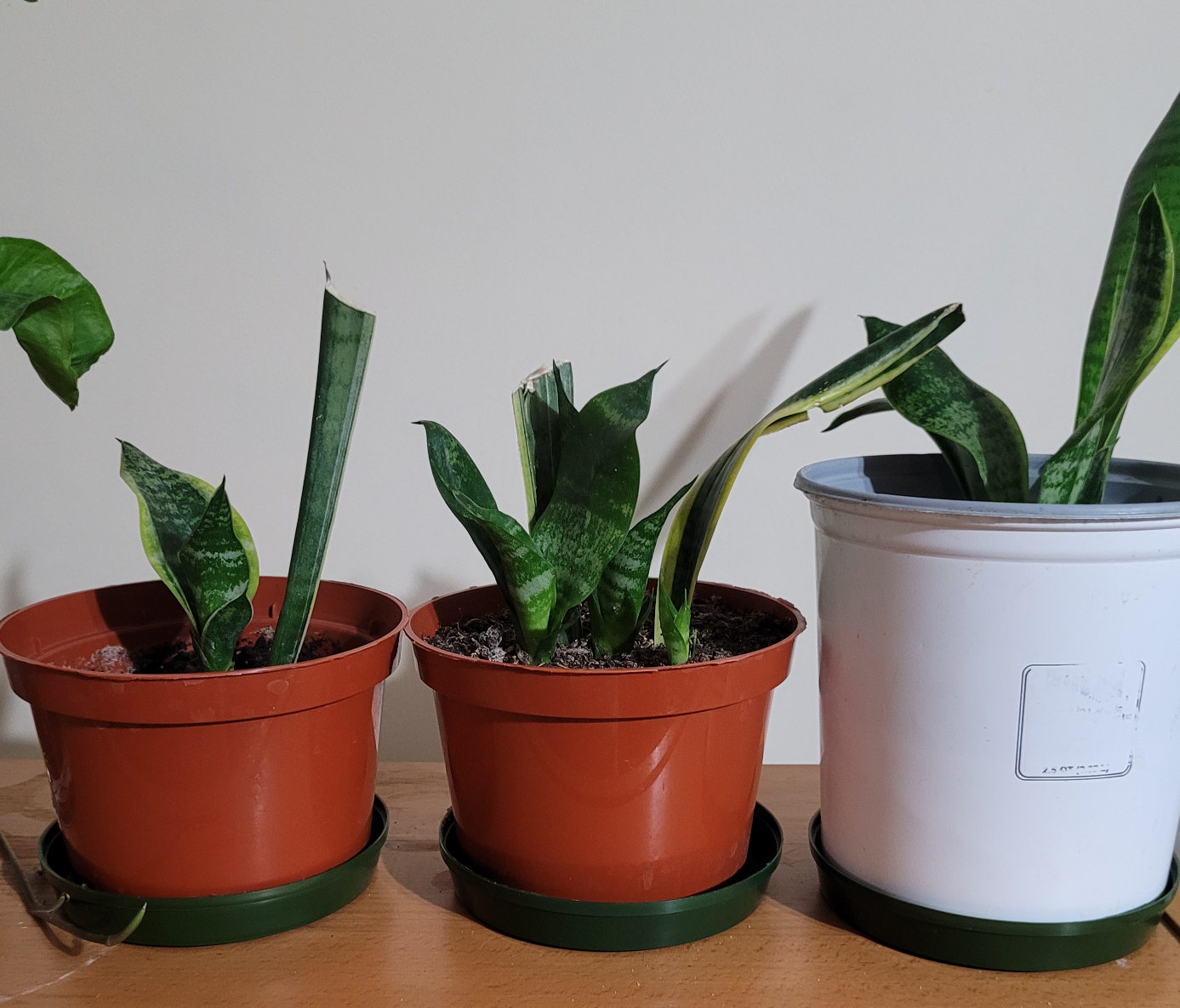 plants