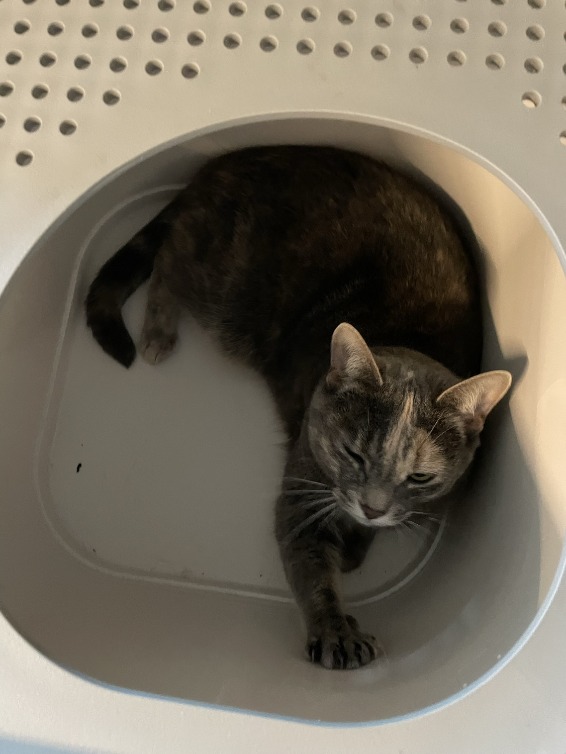Modkat Top Entry Litter Box - photo 3