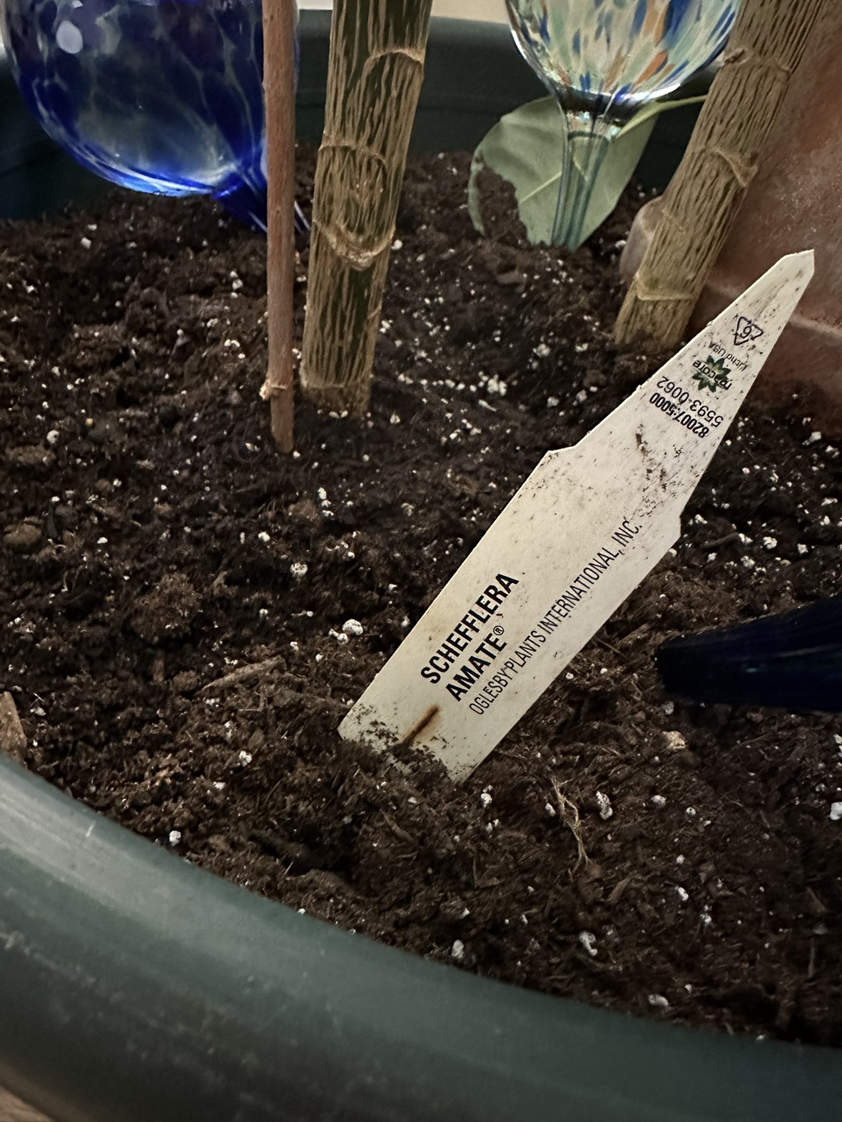 Plant_ Umbrella Tree (Schefflera Amate) - photo 3