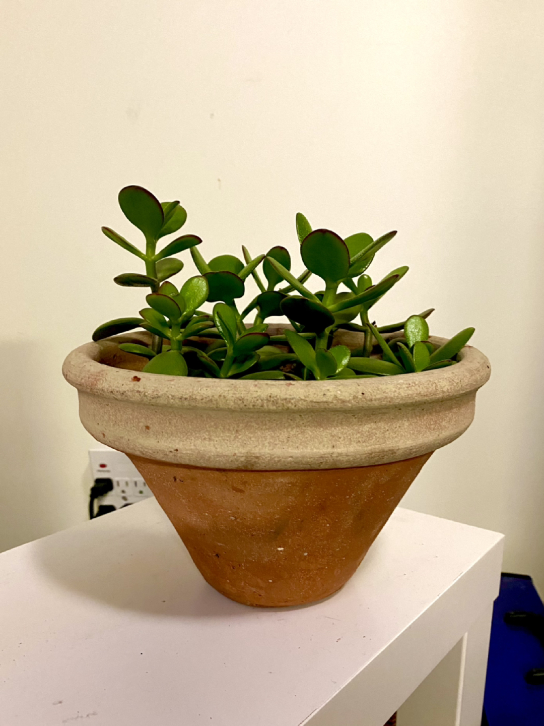 Jade Plant image indicator(2)