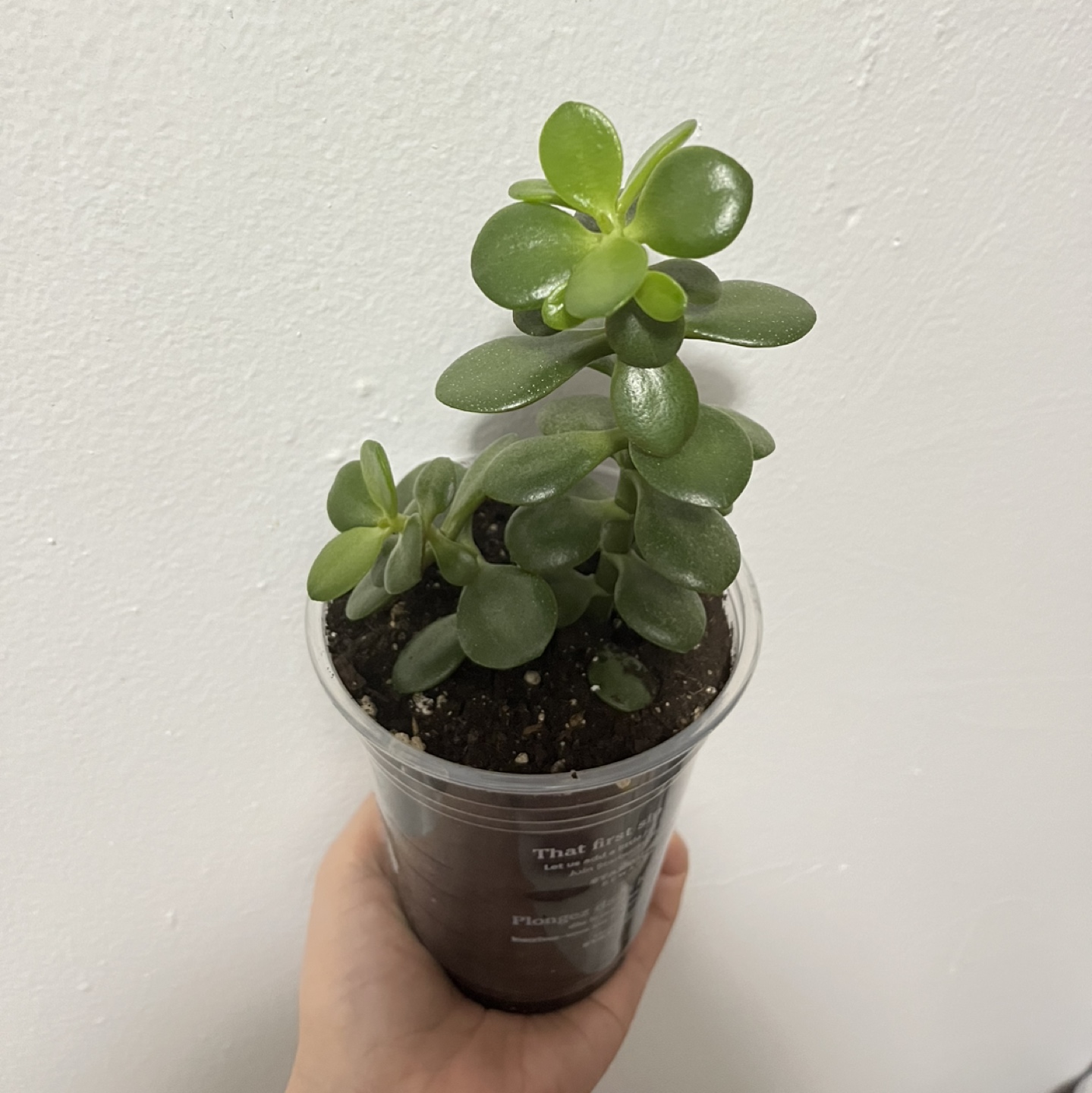 Jade plant - photo 4