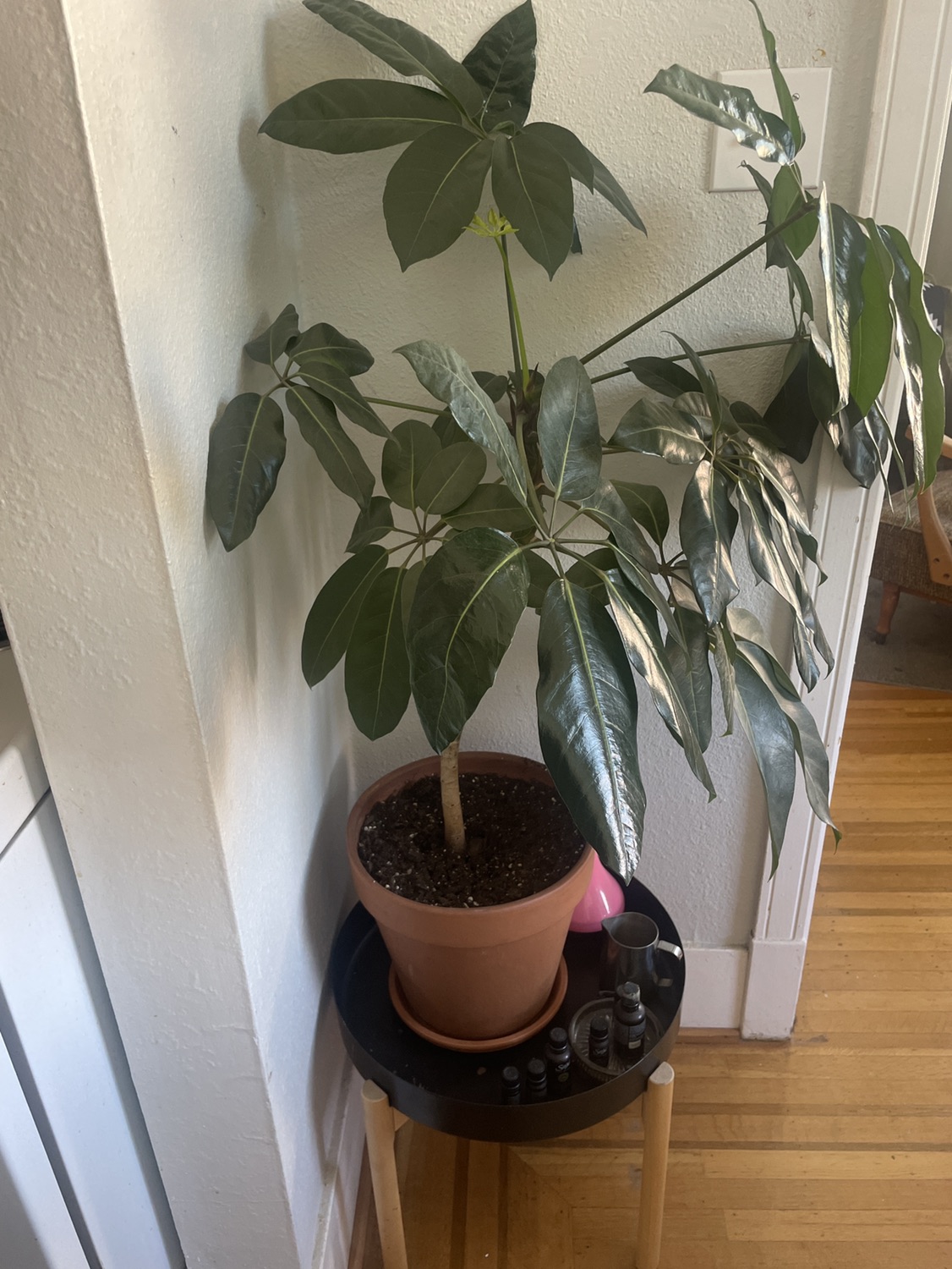 Large plant - photo 2