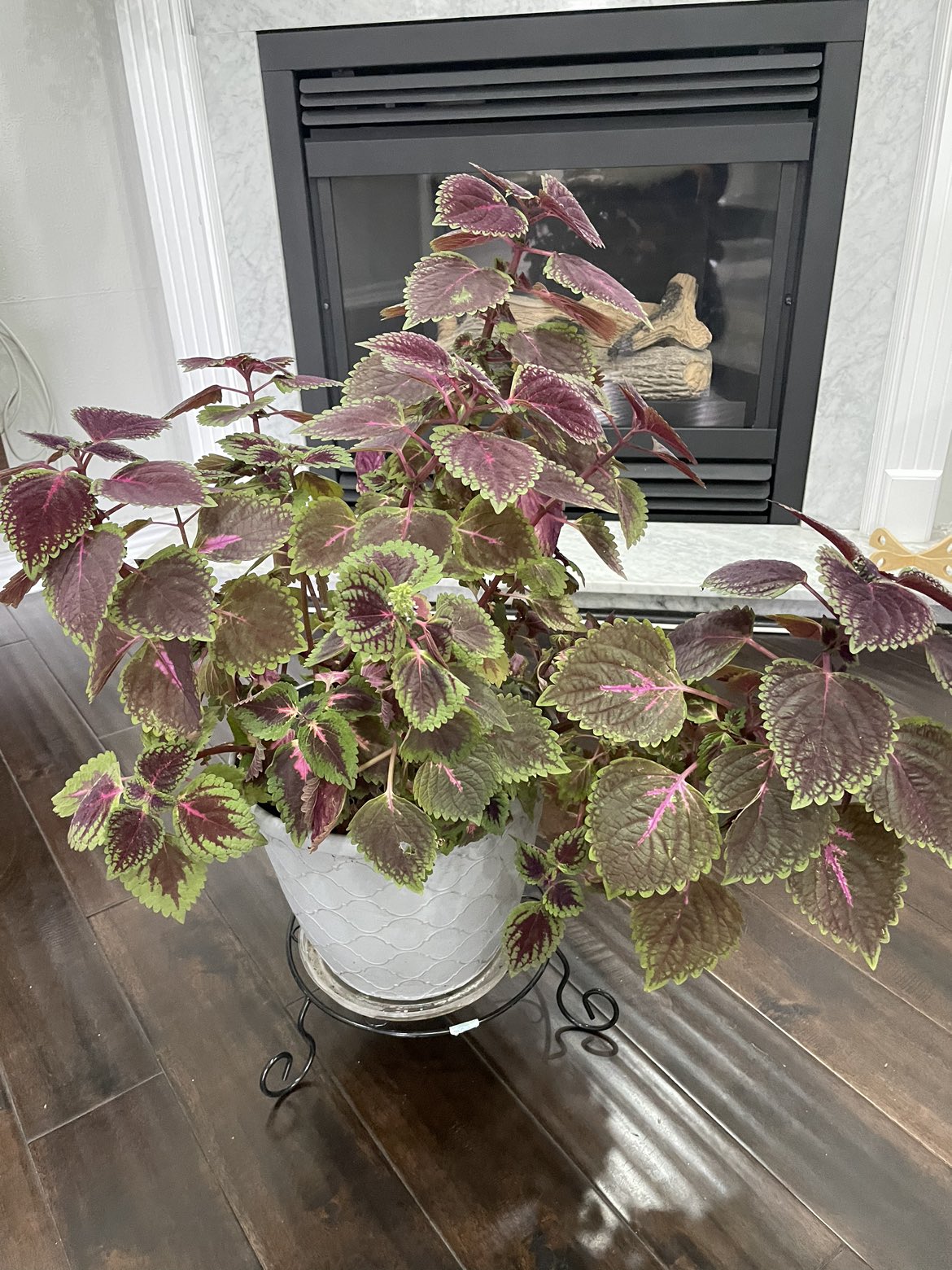 Indoor plant image indicator(2)