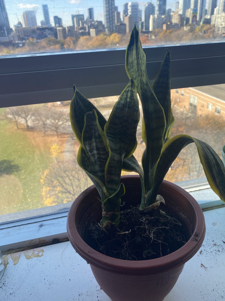 Snake plant🏒 thumbnail