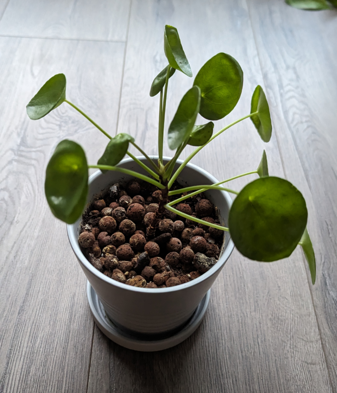 Pilea Peperomioides Plant 🌱