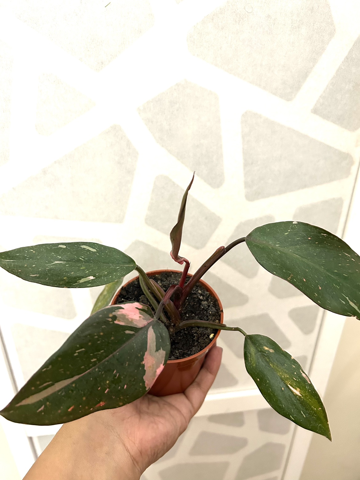 Philodendron Pink Princess thumbnail
