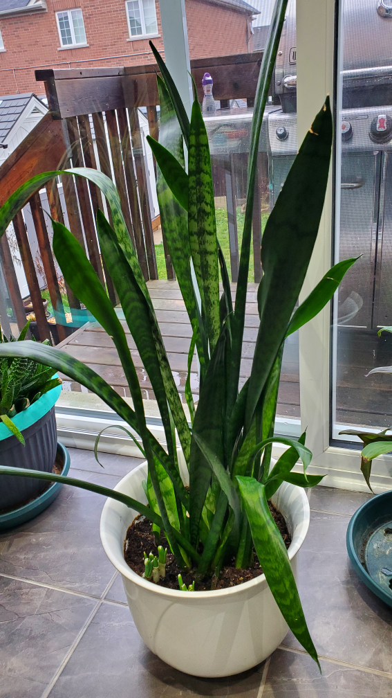 snake plant