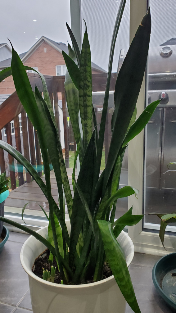 snake plant - photo 2
