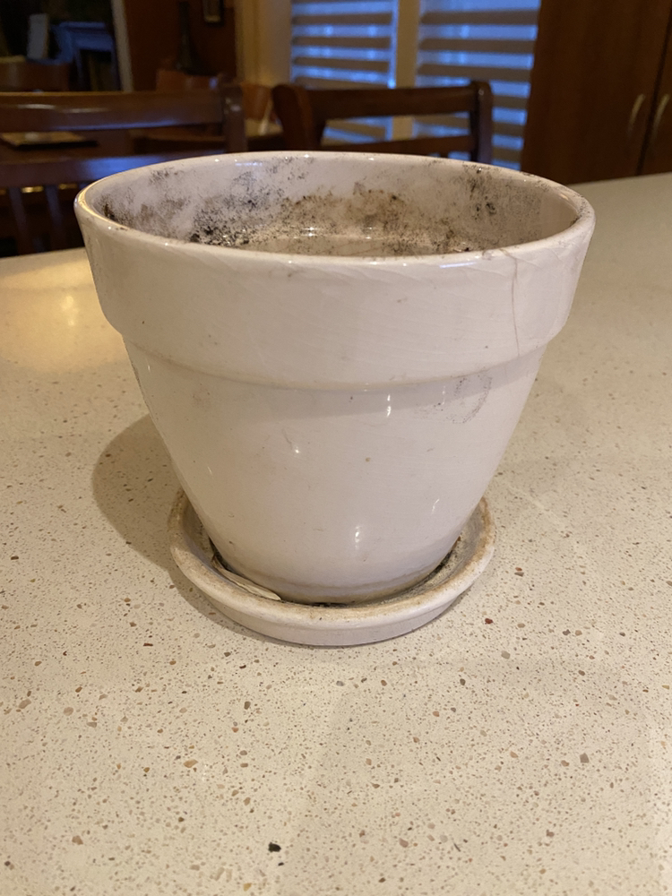 #freecycle Free Plant Pot (pick up Coxwell/Danforth)