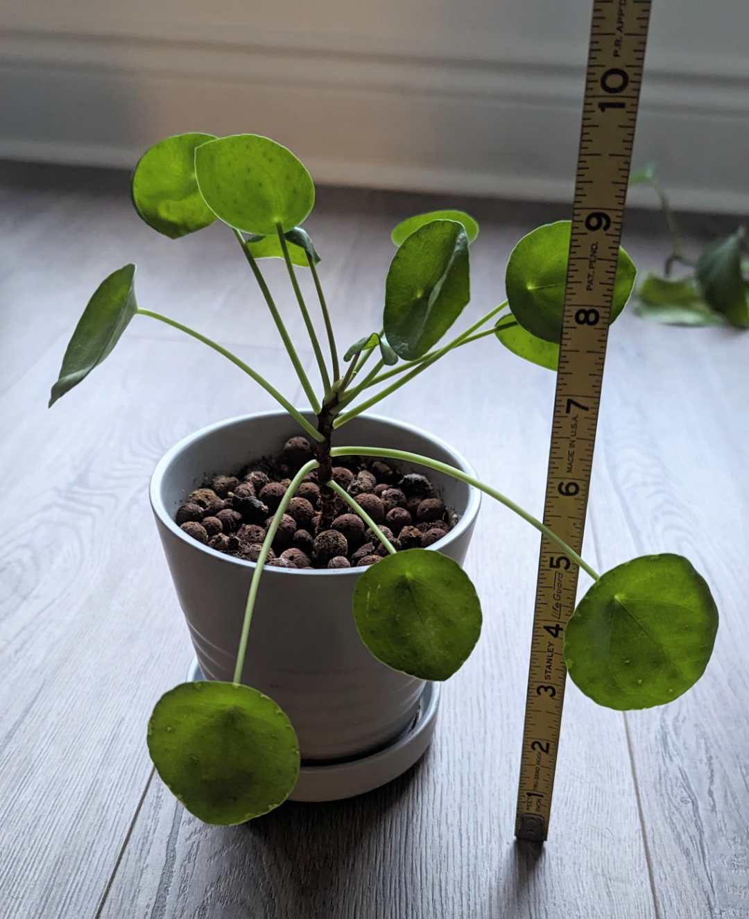 Pilea Peperomioides Plant 🌱 - photo 3