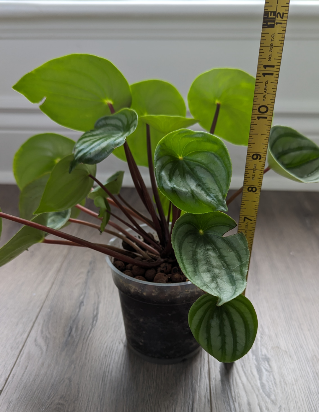 Watermelon Peperomia Plant 🌱 - photo 3