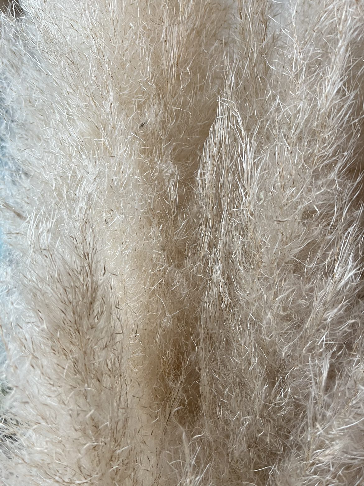 Pampas Grass #freecycle image indicator(3)