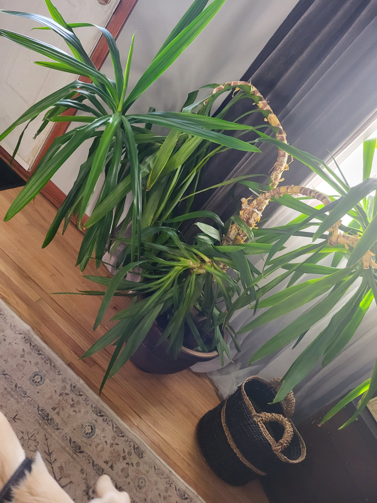 large plant