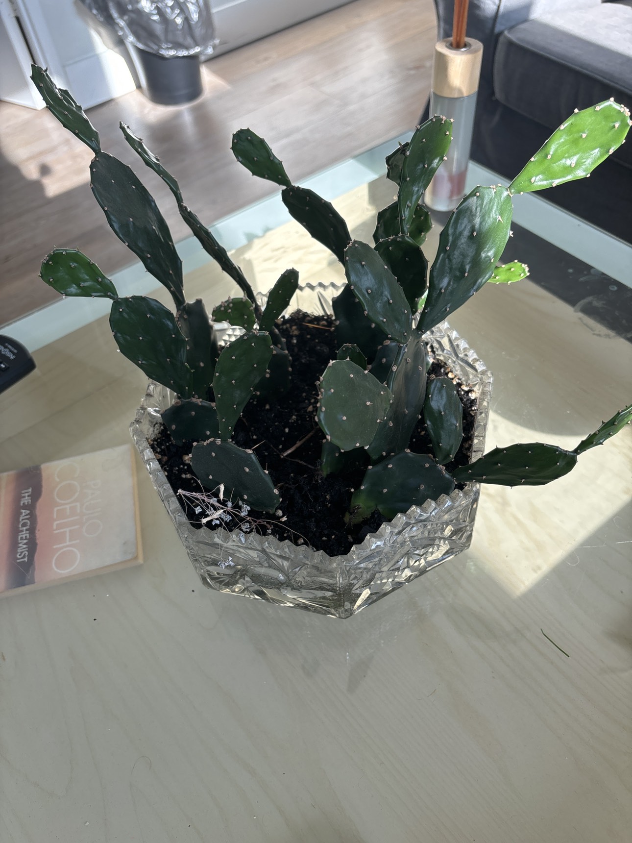 Beautiful plants