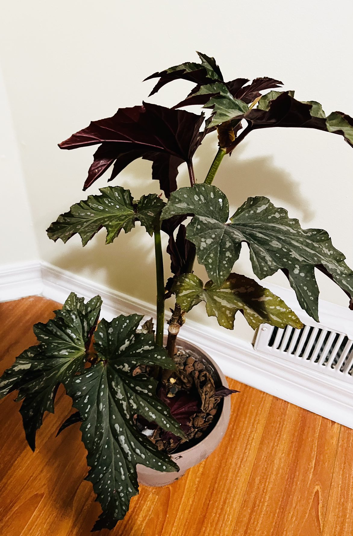 Angel wing begonia plant