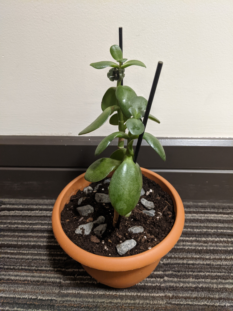 Jade Plant Succulent - photo 3