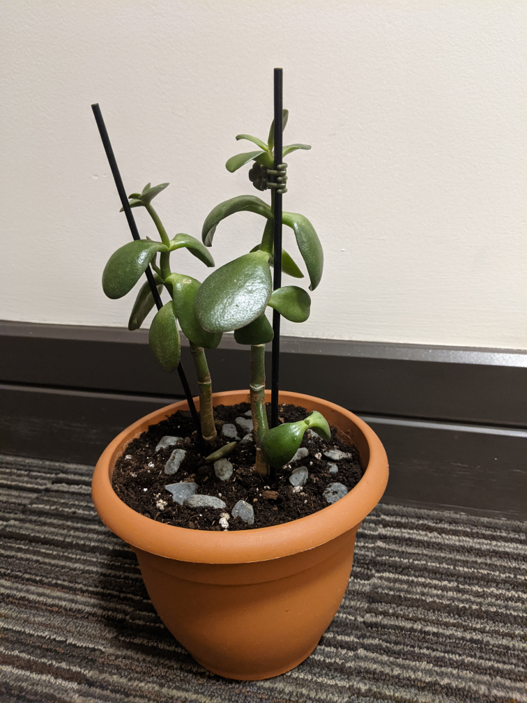 Jade Plant Succulent - photo 5