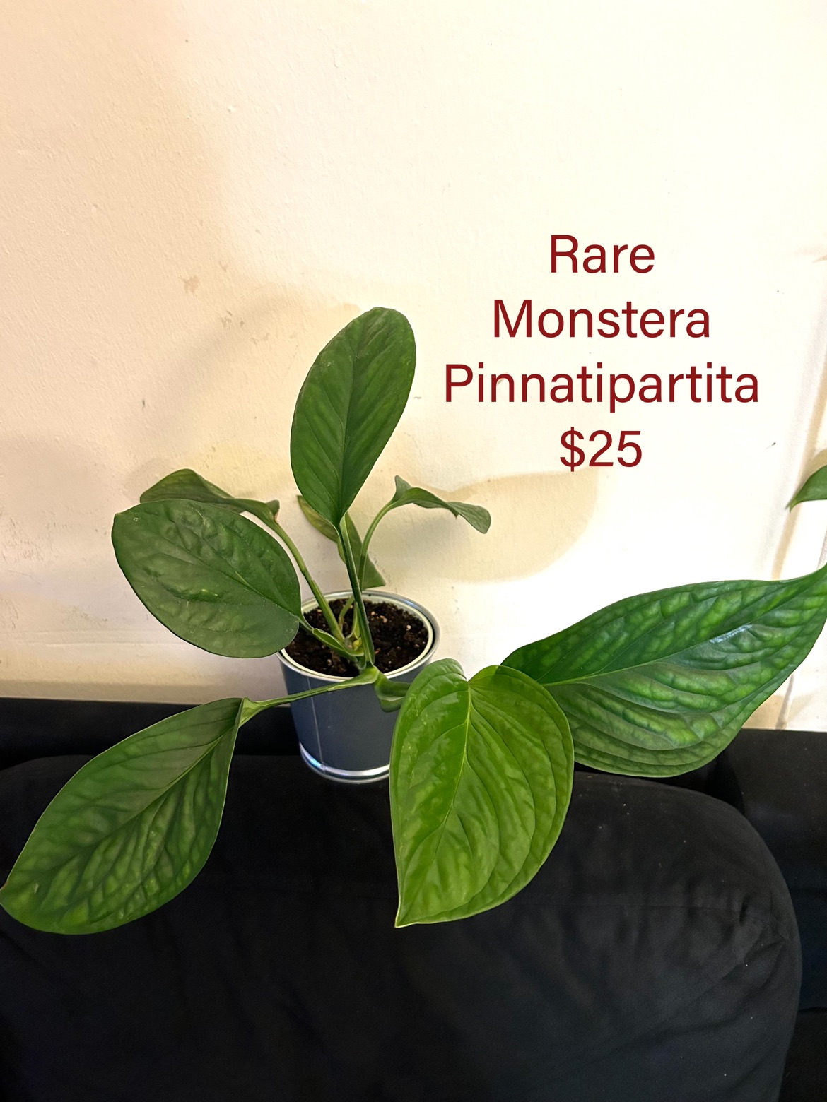 Monstera Pinnatipartita thumbnail