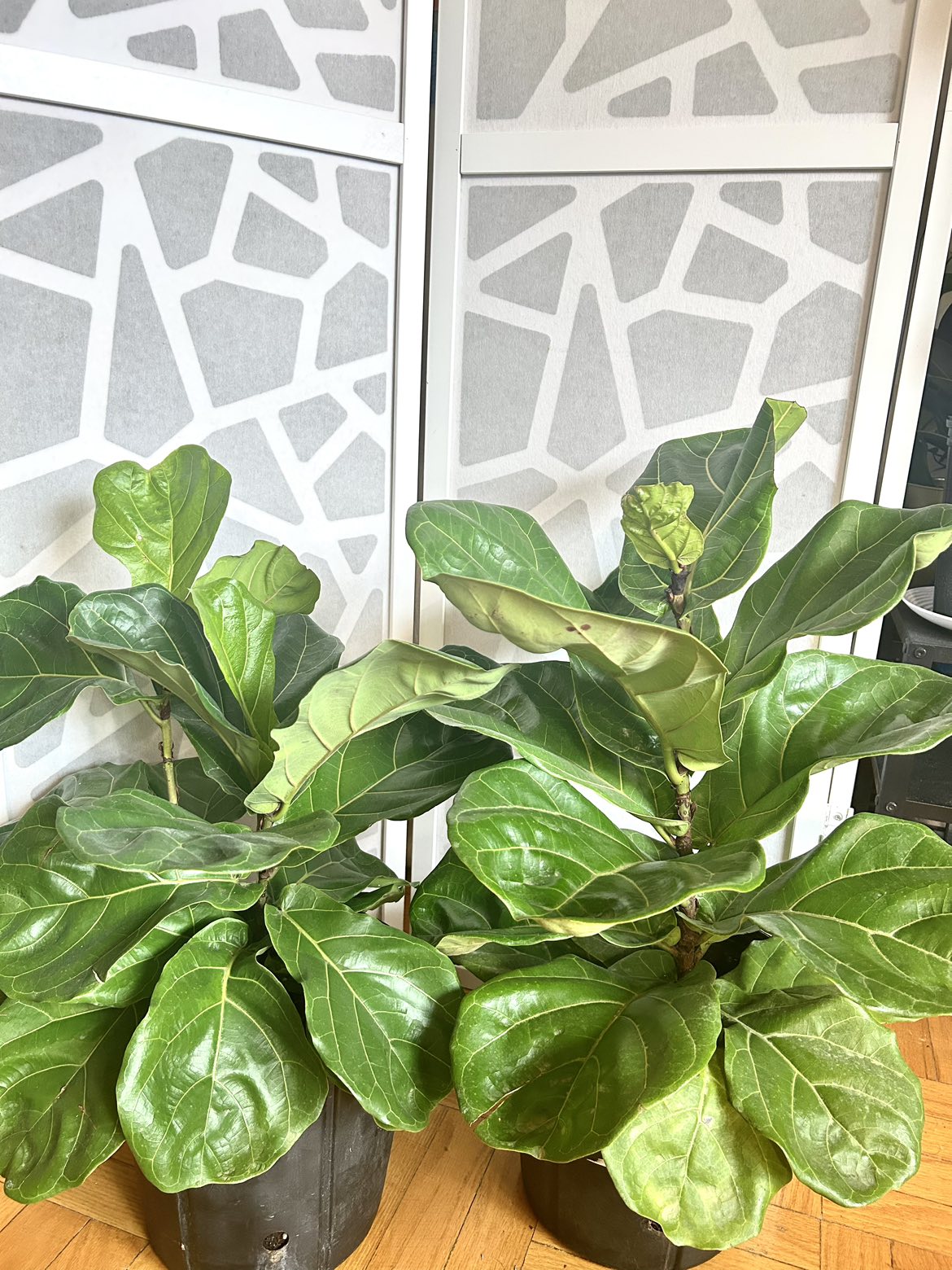 Fiddle Leaf Fig thumbnail