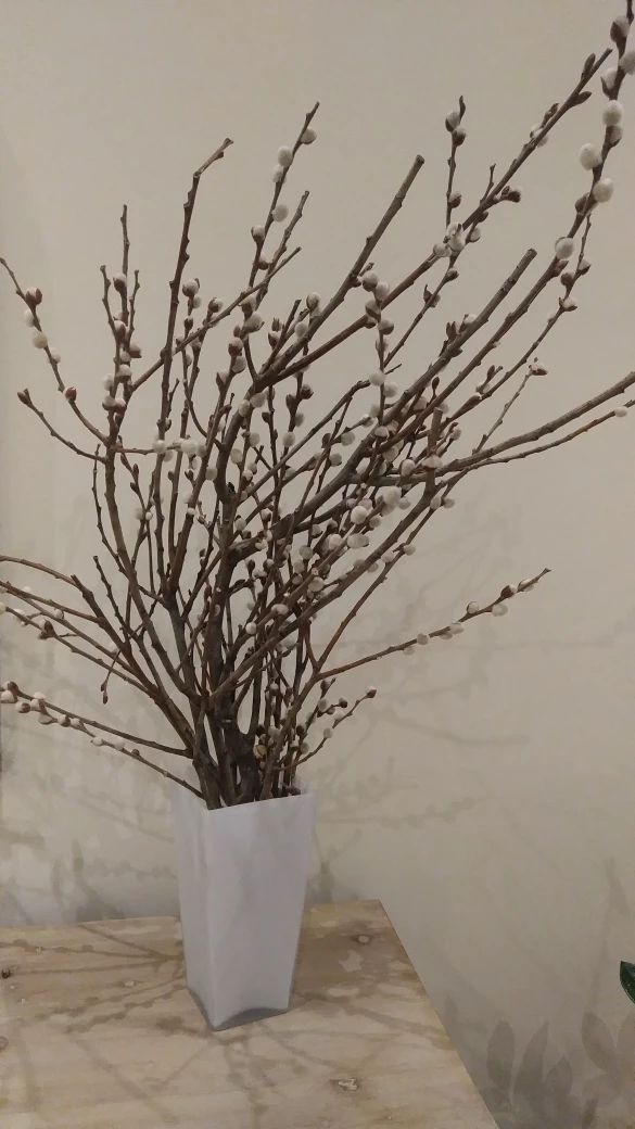 ❄Free Real Dried Pussy Willow Branches thumbnail
