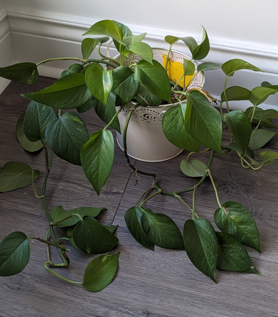 Golden Pothos Plant 🌱 - photo 3