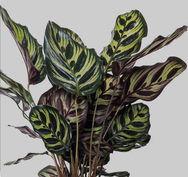 Peacock plant (calathea makoyana) air purifying image indicator(2)