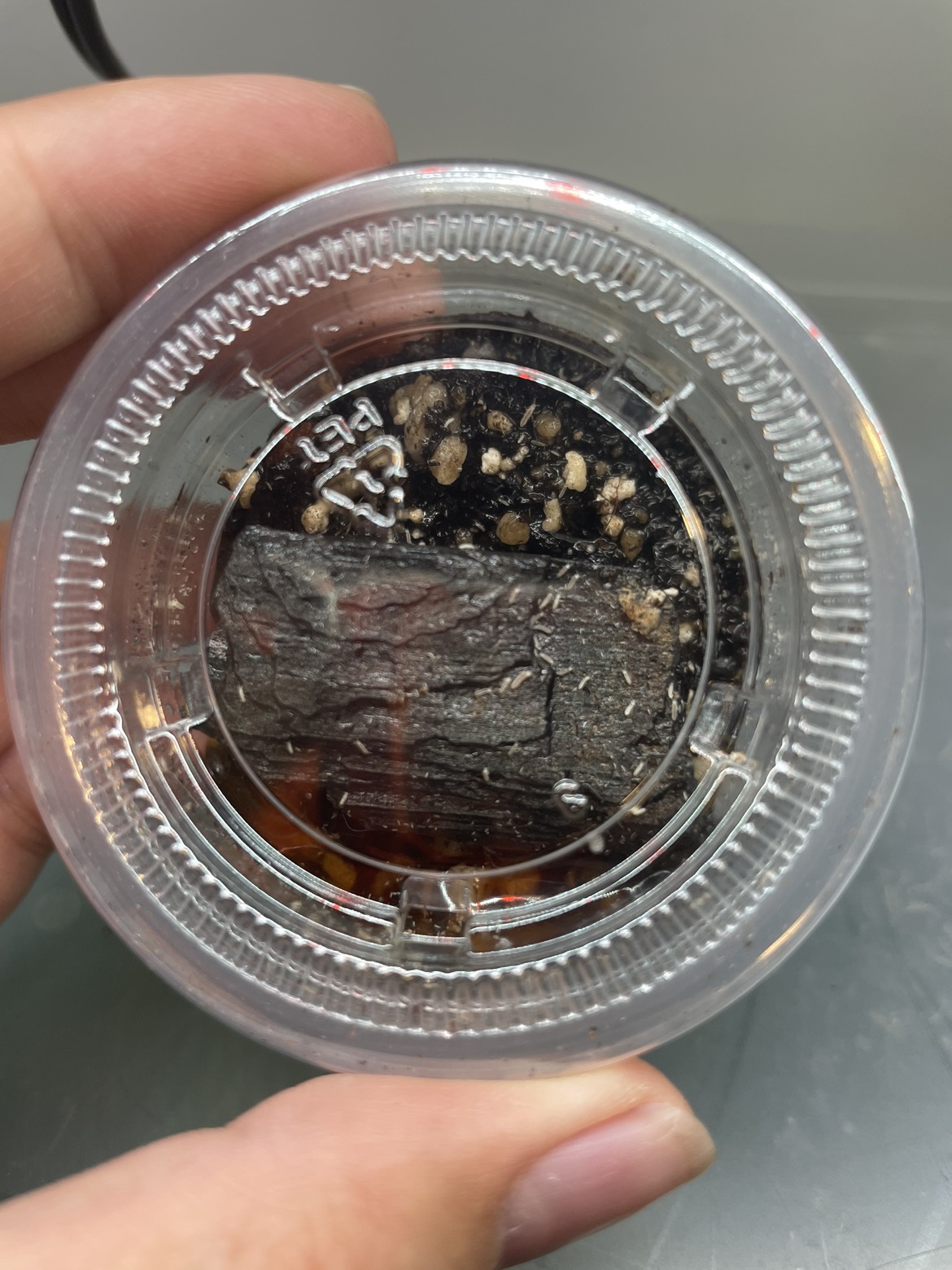 Springtail culture thumbnail