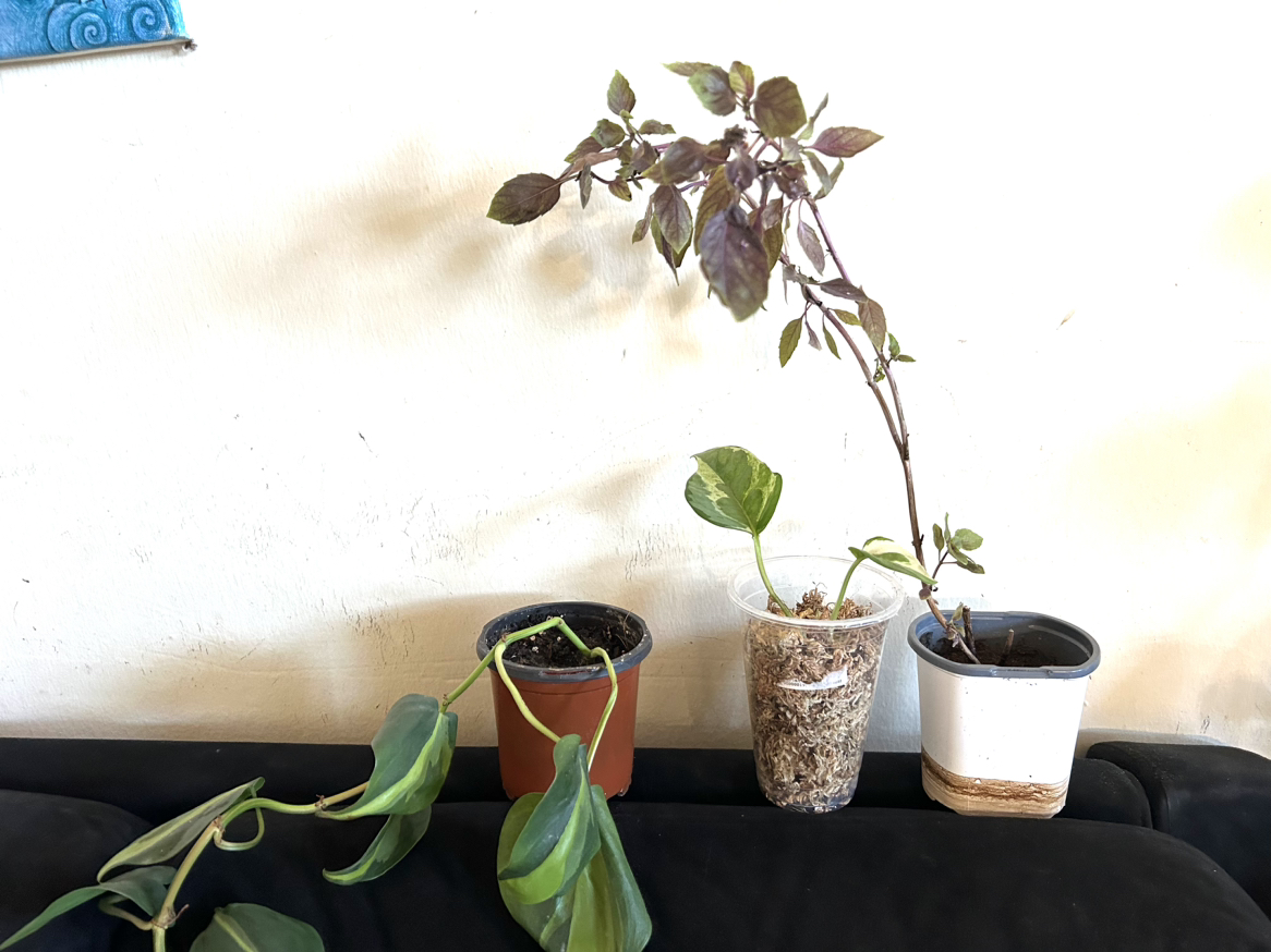 Free plants thumbnail