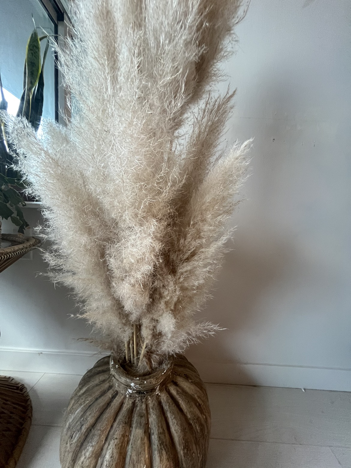 Pampas Grass #freecycle image indicator(2)