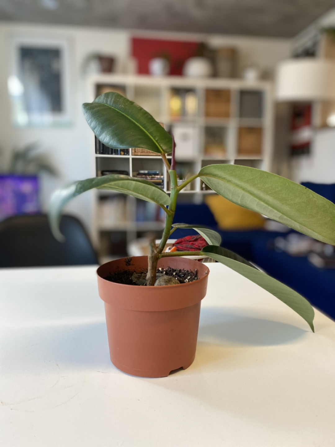 Ficus Elastica - Rubber Tree Plant image indicator(3)