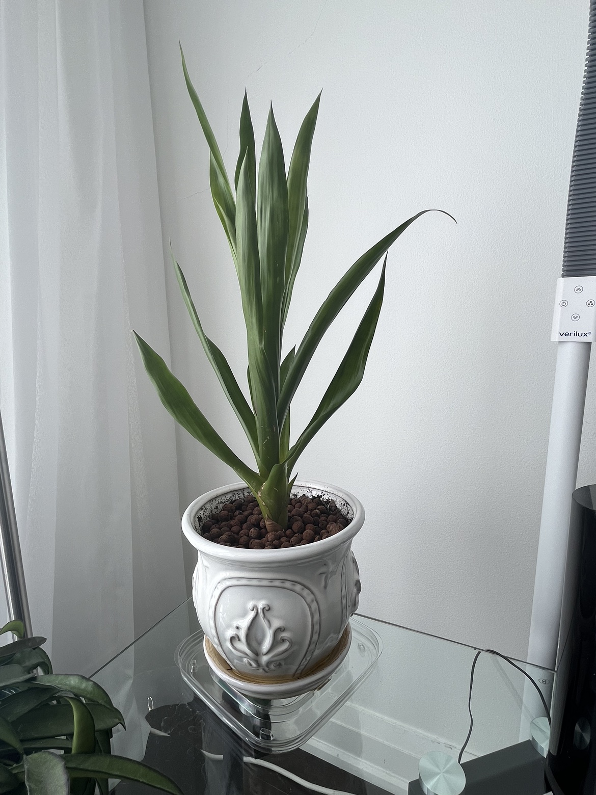 Plant in a pot, healthy and vibrant! thumbnail