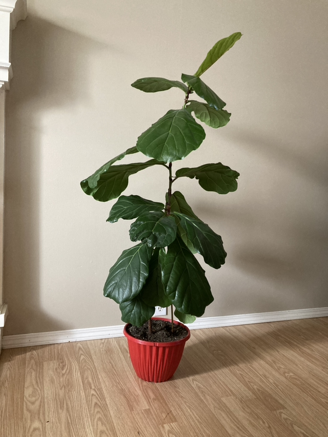 Plants - photo 3
