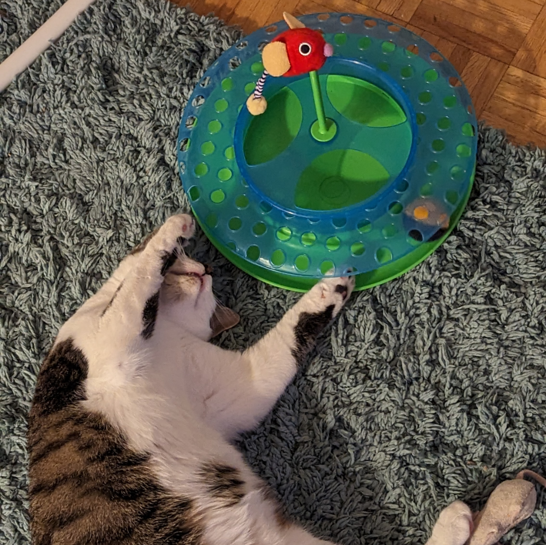 Cat toy #freecycle