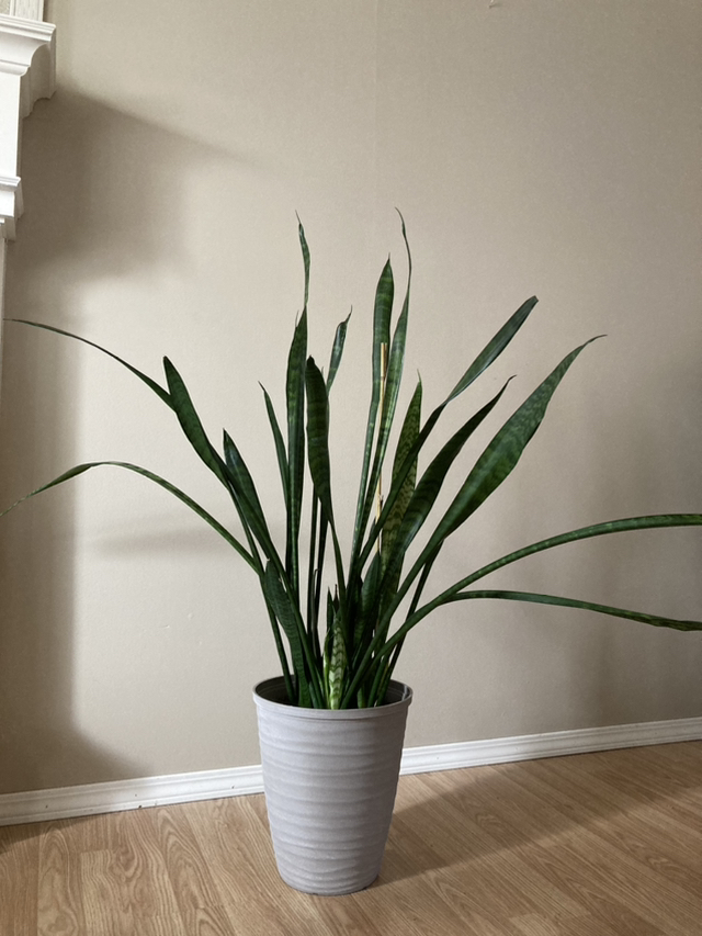 Plants - photo 4