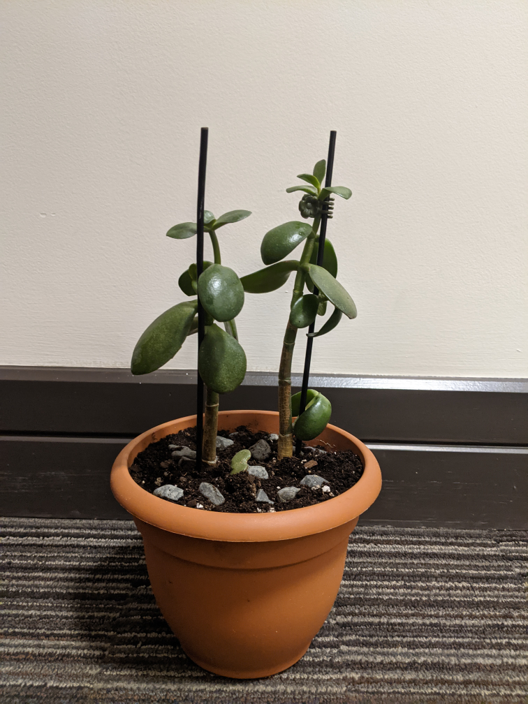 Jade Plant Succulent - photo 4