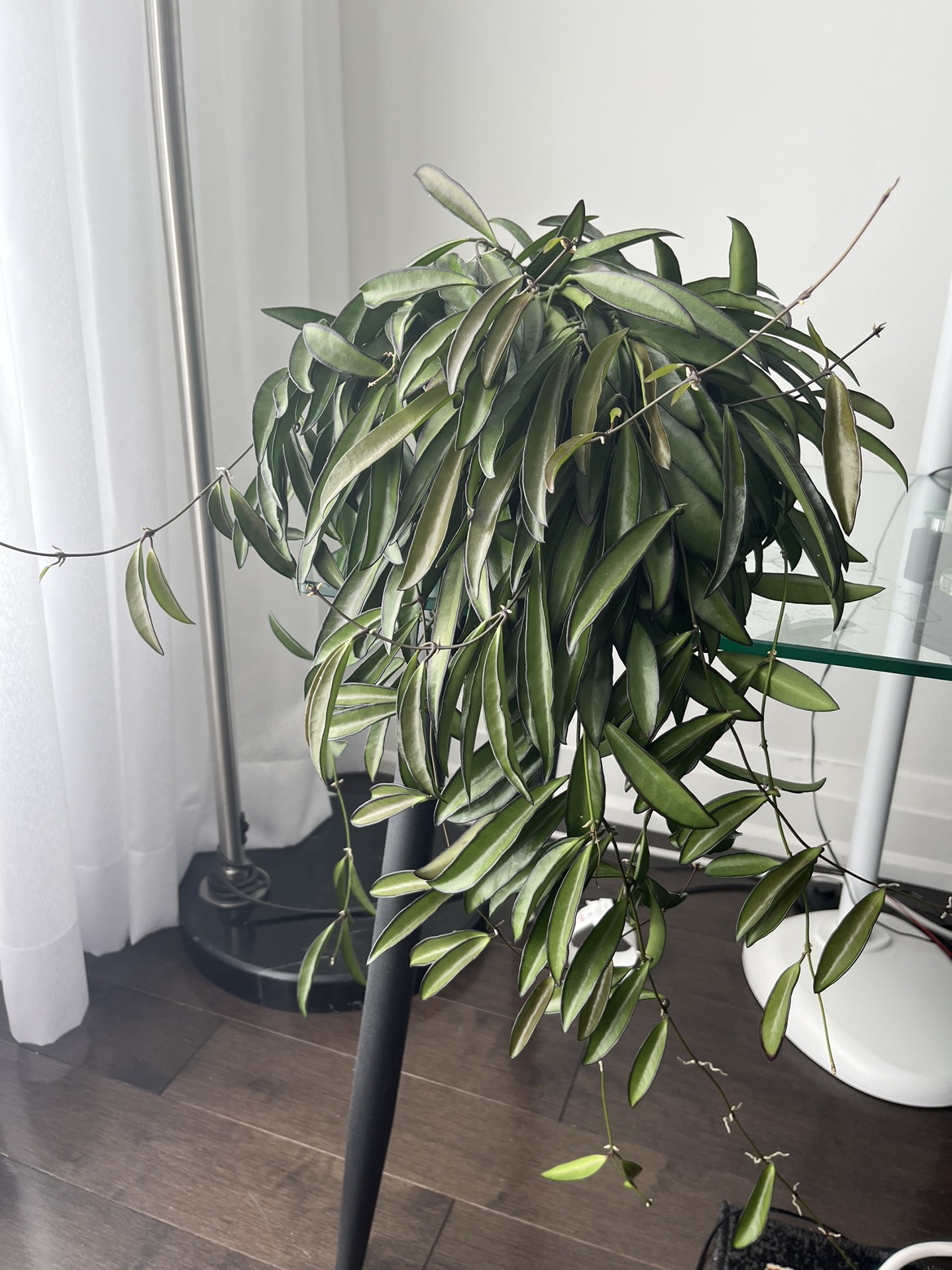 3 years old Plant in a pot: healthy and vibrant thumbnail