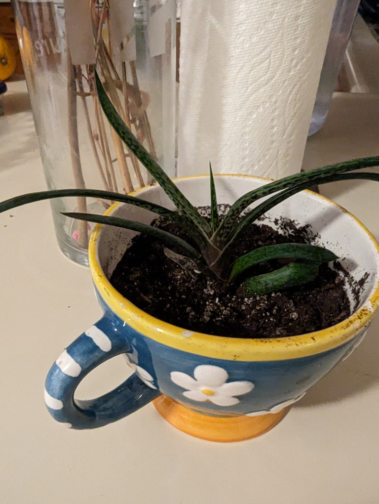 ❄️ Gasteria succulent in a Cup thumbnail